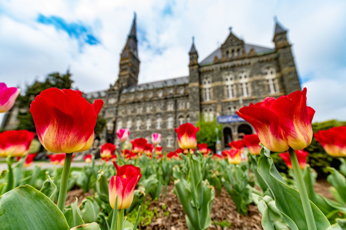 Red and orange tulips with Healy Hall in the background.